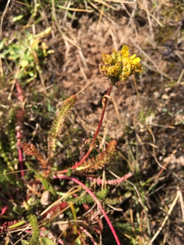 Image of Ivesia lycopodioides by (c) Matt Berger, some rights reserved (CC BY)