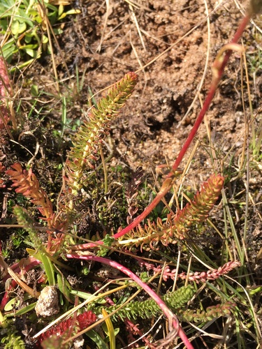 Image of Ivesia lycopodioides by (c) Matt Berger, some rights reserved (CC BY)
