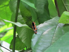 Tragocephala castnia