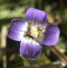 Gentianopsis holopetala