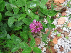 Trifolium pratense