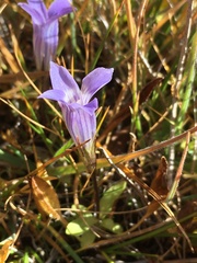 Gentianopsis holopetala