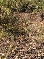 Carex athrostachya