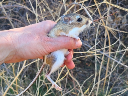 Agile Kangaroo Rat