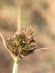 Carex athrostachya