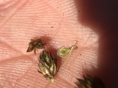 Carex athrostachya