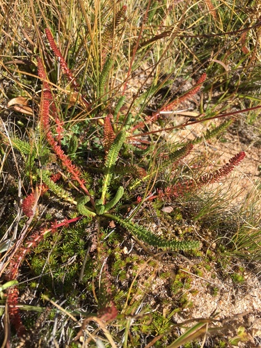 Image of Ivesia lycopodioides by (c) Matt Berger, some rights reserved (CC BY)