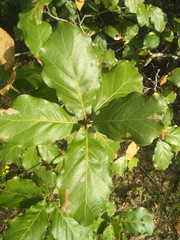 Quercus jonesii