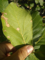 Quercus jonesii