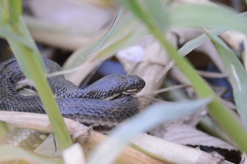 Brazilian Keelback