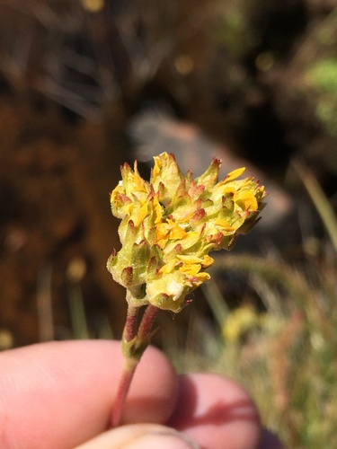 Image of Ivesia lycopodioides by (c) Matt Berger, some rights reserved (CC BY)