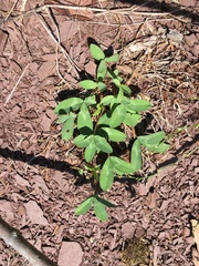 Trifolium virginicum