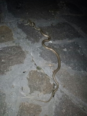 Natrix