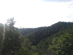 Quercus jonesii