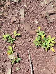 Trifolium virginicum