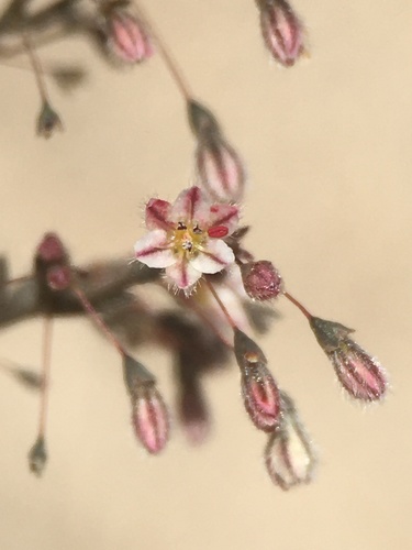 Eriogonum spergulinum var. pratense