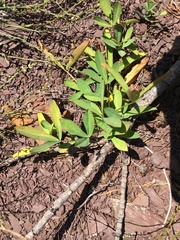 Trifolium virginicum