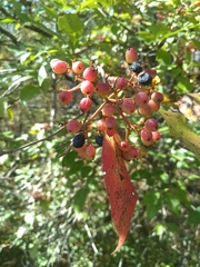 Viburnum cassinoides