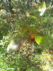 Viburnum cassinoides