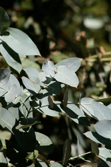 Eucalyptus saligna