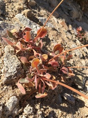 Eriogonum latens