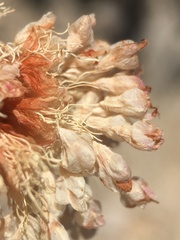 Eriogonum latens