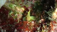 Priolepis aureoviridis