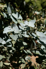 Eucalyptus saligna
