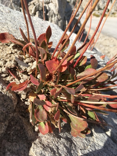 Image of Eriogonum latens by (c) Matt Berger, some rights reserved (CC BY)