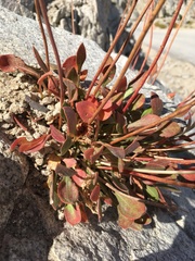 Eriogonum latens