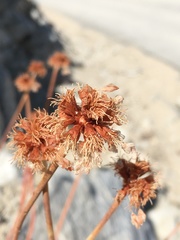 Eriogonum latens