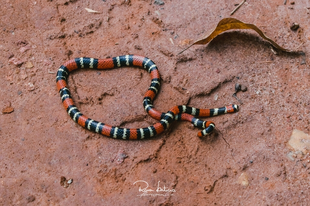 Brazilian Coral Snake