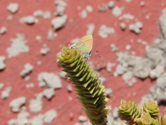 Callophrys xami