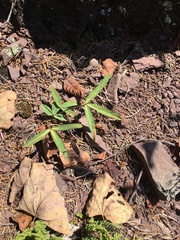 Trifolium virginicum