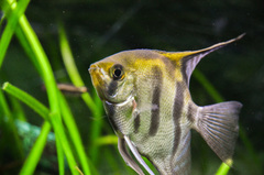 Pterophyllum scalare