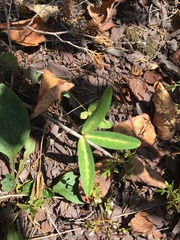Trifolium virginicum