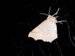 Tetracis jubararia