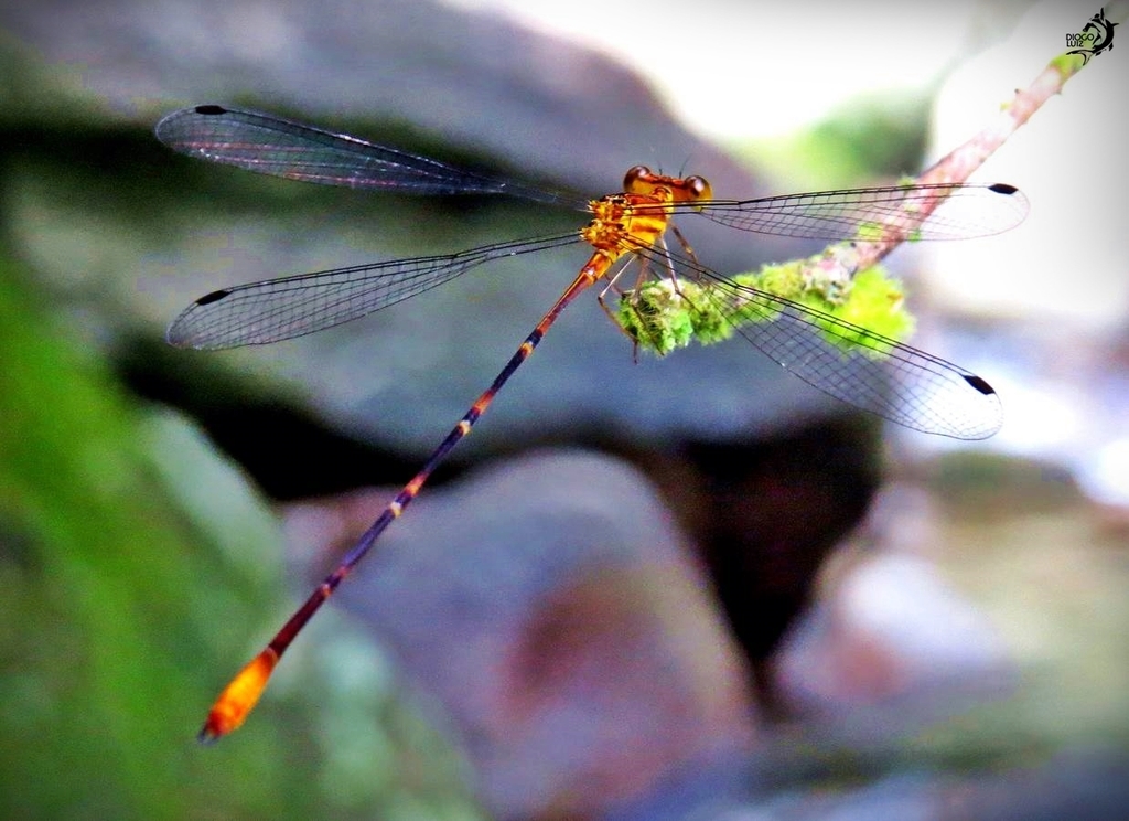 Heteragrion consors