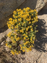 Ericameria cuneata cuneata