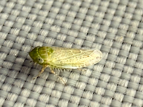 Polyamia viridis