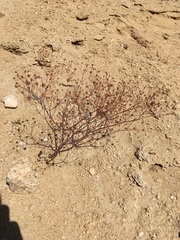 Eriogonum pusillum