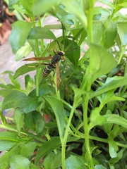 Polistes fuscatus