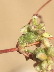 Eriogonum pusillum