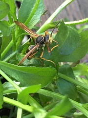 Polistes fuscatus