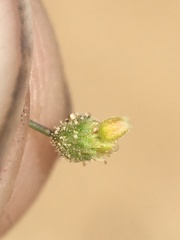 Eriogonum pusillum