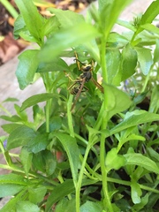 Polistes fuscatus