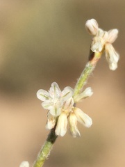 Eriogonum baileyi