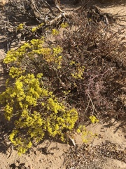 Eriogonum microtheca ambiguum