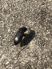 Harpalus