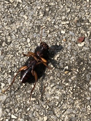 Harpalus
